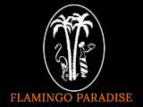 Flamingo Paradise